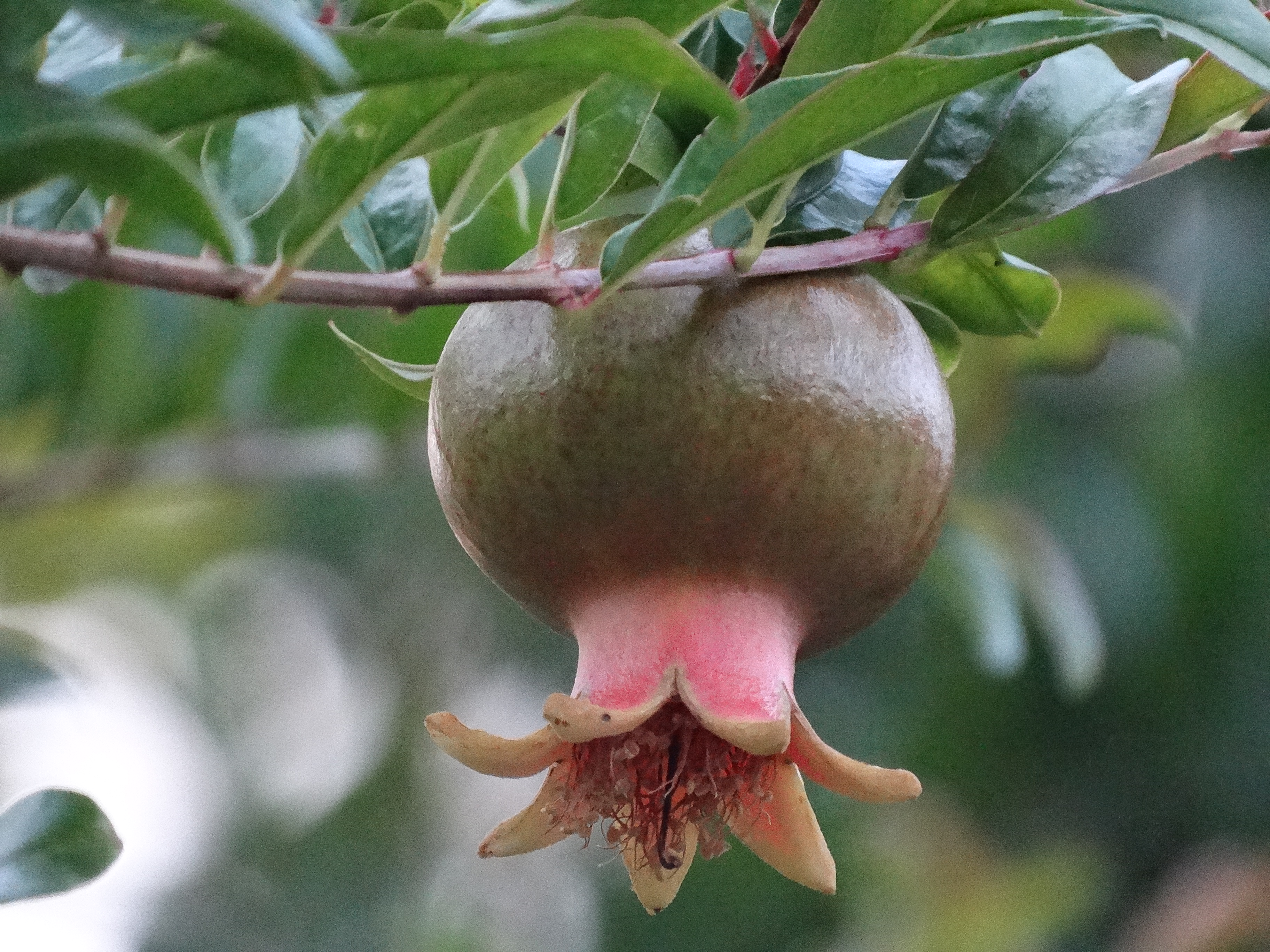 Une grenade du jardin