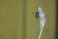 Une abeille butine un brin de lavande