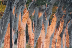 Les platanes proches de l'école Millefeuille Provence