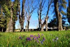 Les violettes du jardin