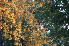 Les arbres du parc de Millefeuille Provence