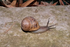 Un escargot