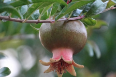 Le parc de Millefeuille regorge de fruits comme les grenades